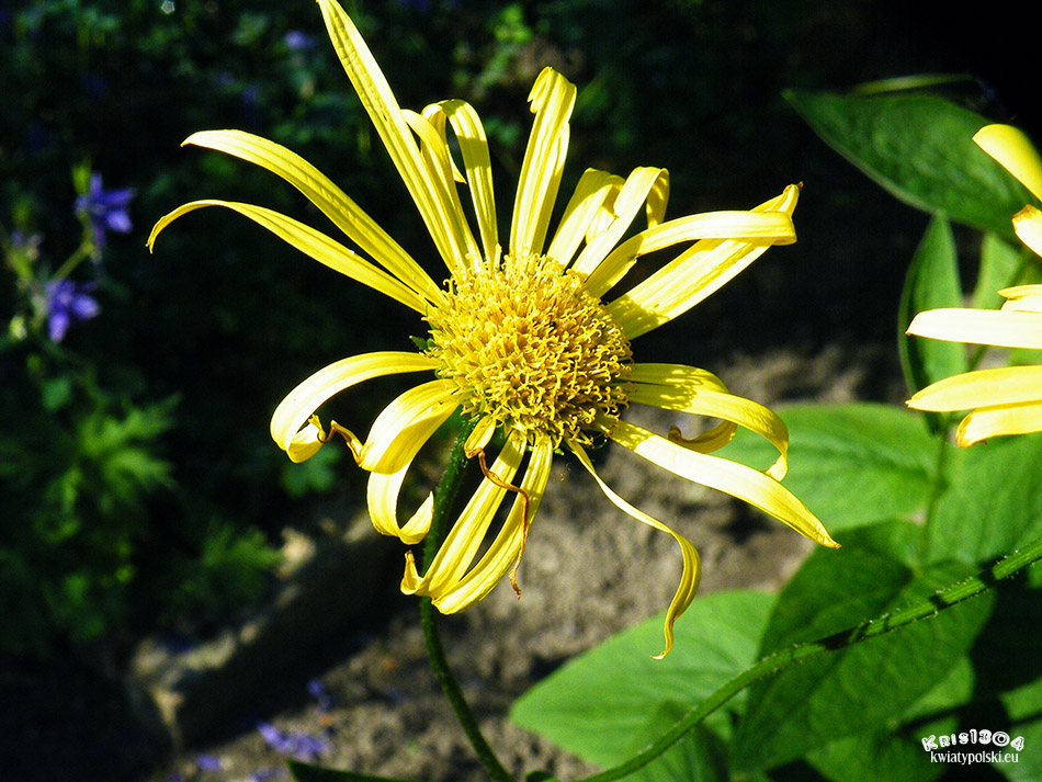 Doronicum austriacum