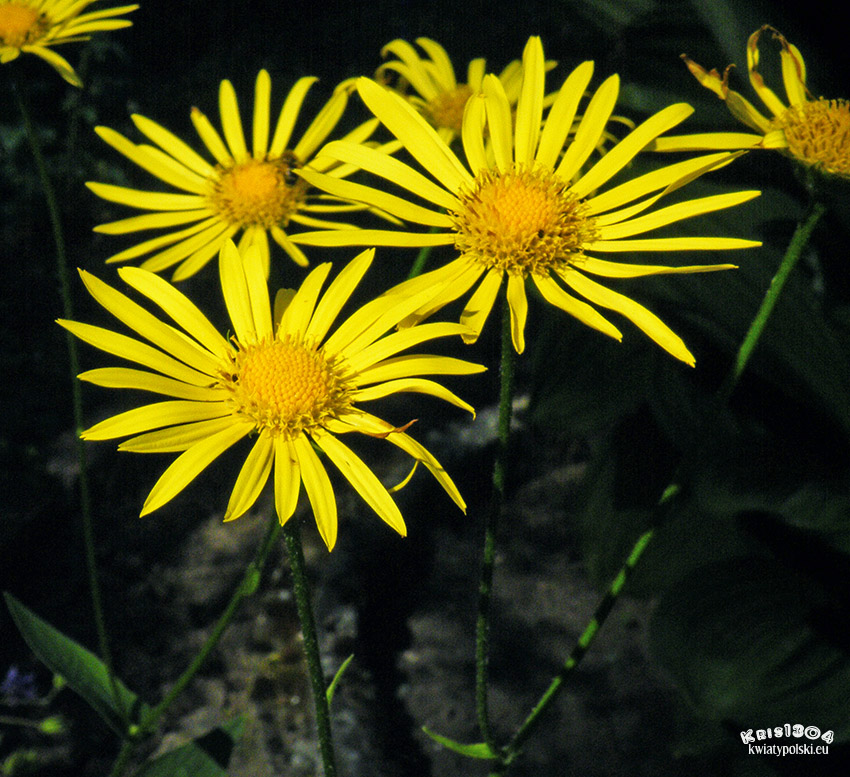 Doronicum austriacum