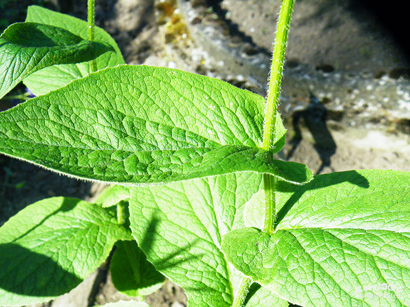 Doronicum austriacum
