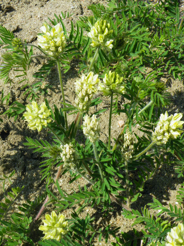 (Oxytropis pilosa)