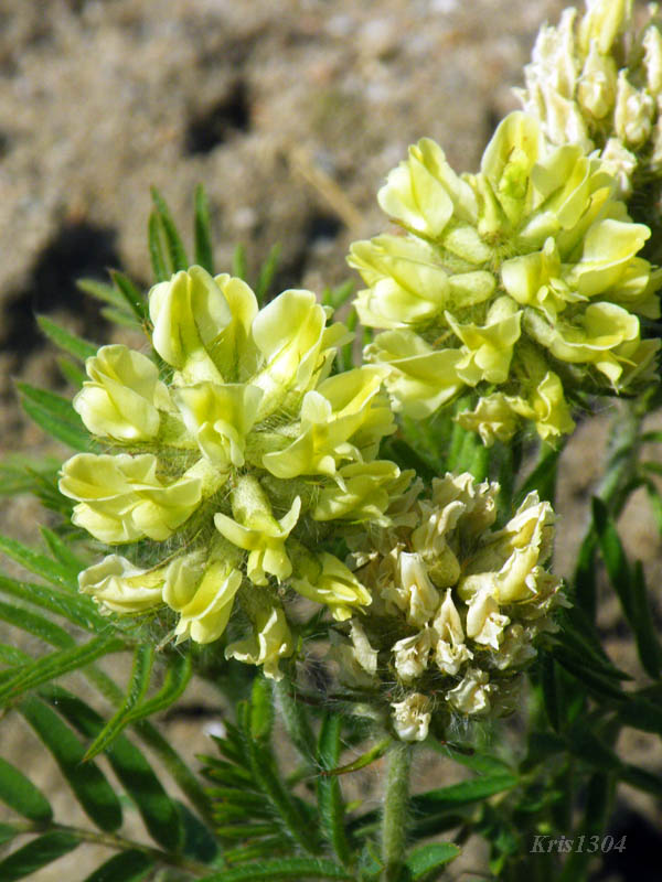 (Oxytropis pilosa)