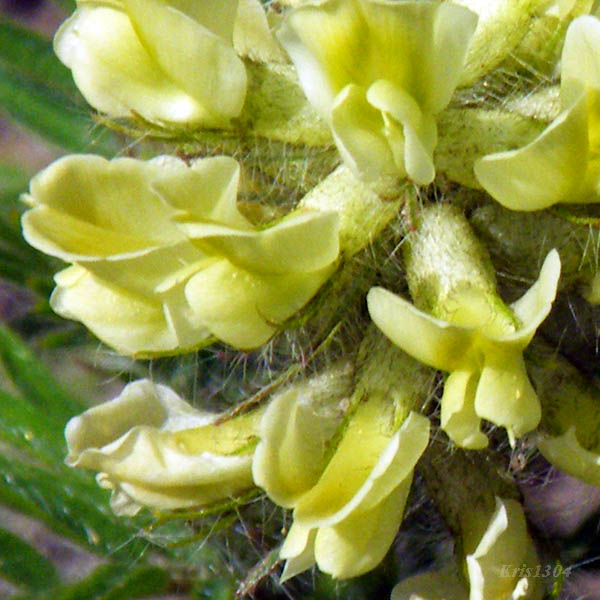 (Oxytropis pilosa)