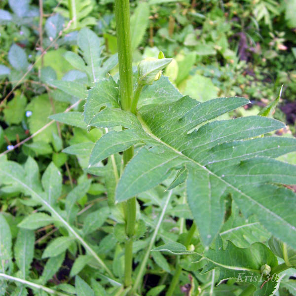 (Cirsium oleraceum)