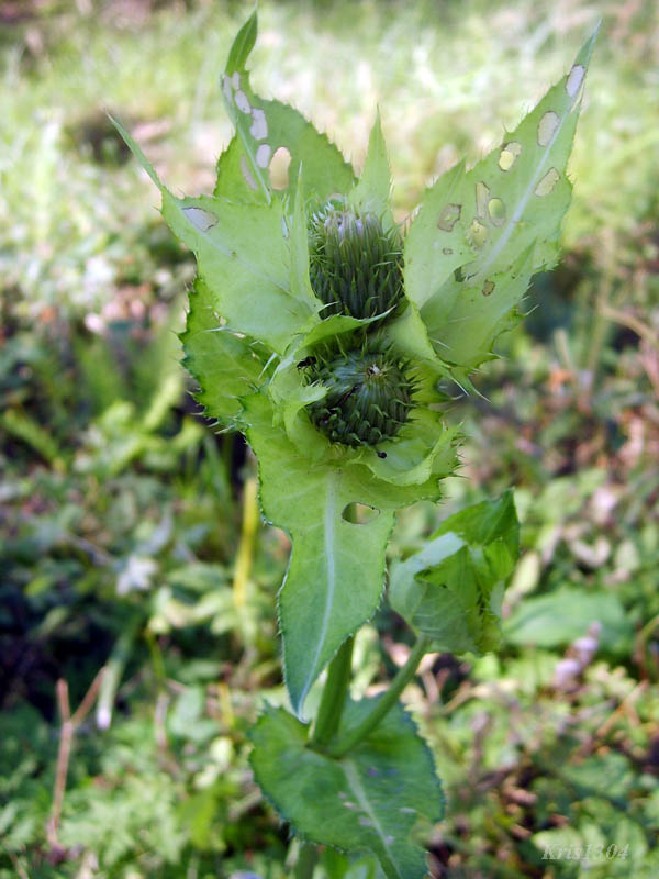 (Cirsium oleraceum)