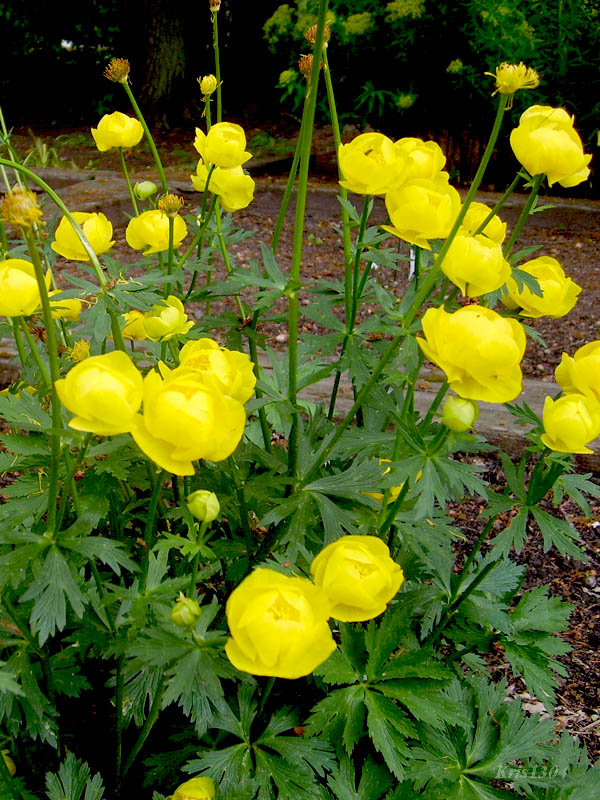 (Trollius europaeus)
