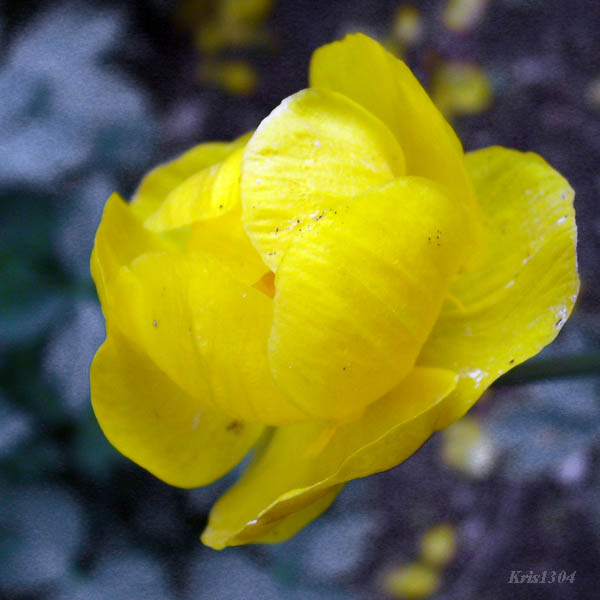 (Trollius europaeus)