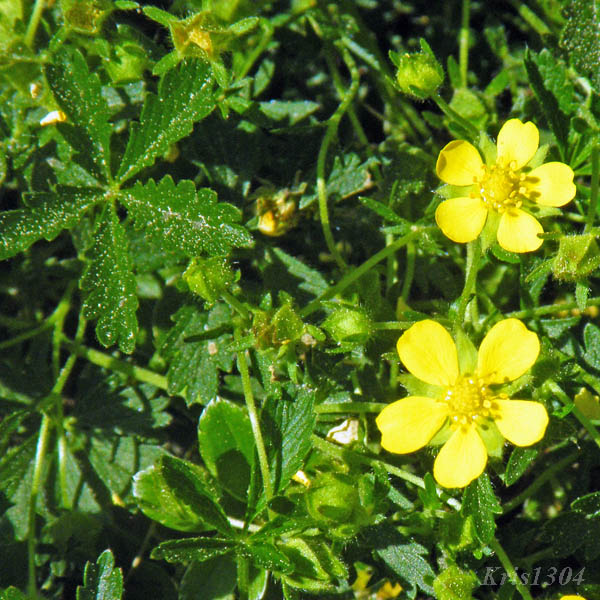 (Potentilla crantzii)