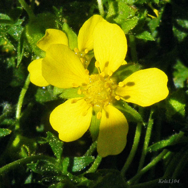 (Potentilla crantzii)