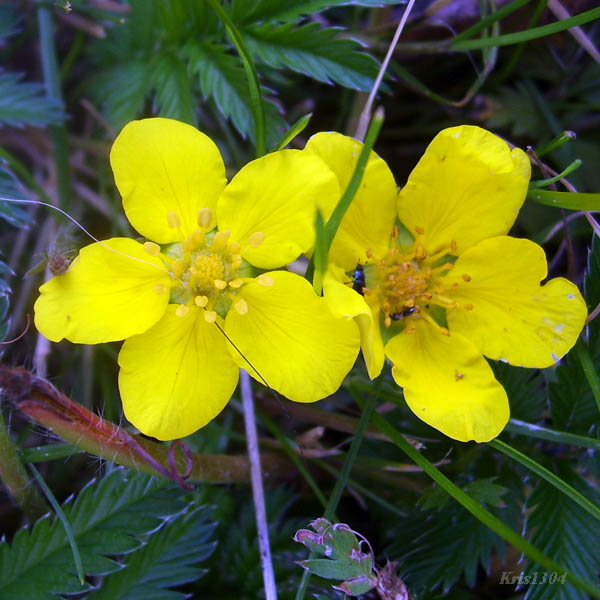 (Potentilla anserina)