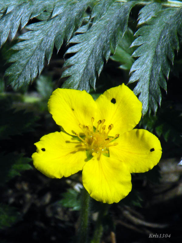 (Potentilla anserina)