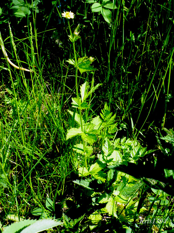 pięciornik norweski