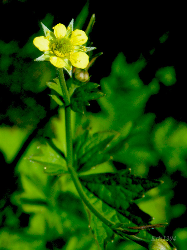 pięciornik norweski