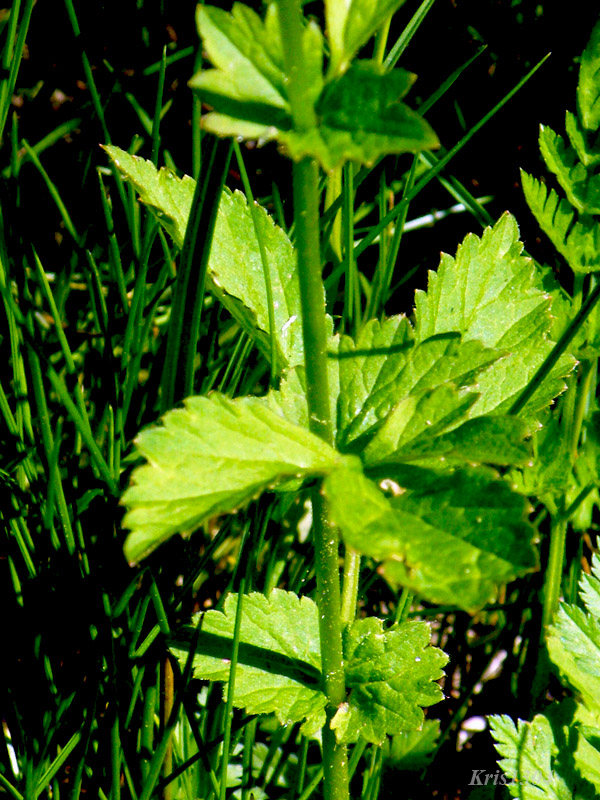 pięciornik norweski