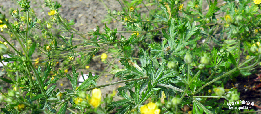Potentilla collina
