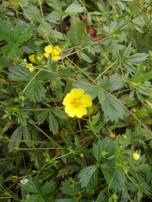 (Potentilla anglica)