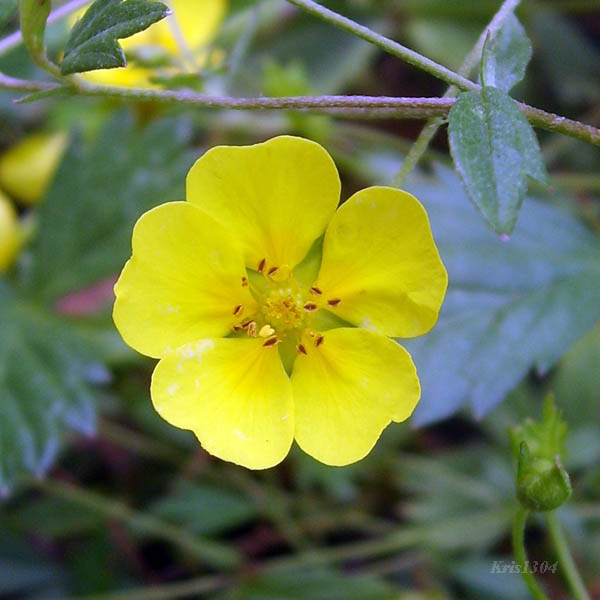 (Potentilla anglica)