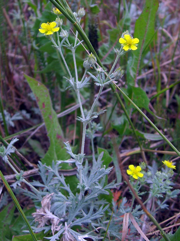 (Potentilla argentea)