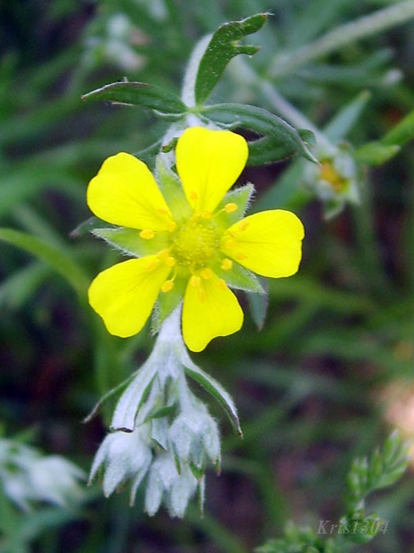 (Potentilla argentea)