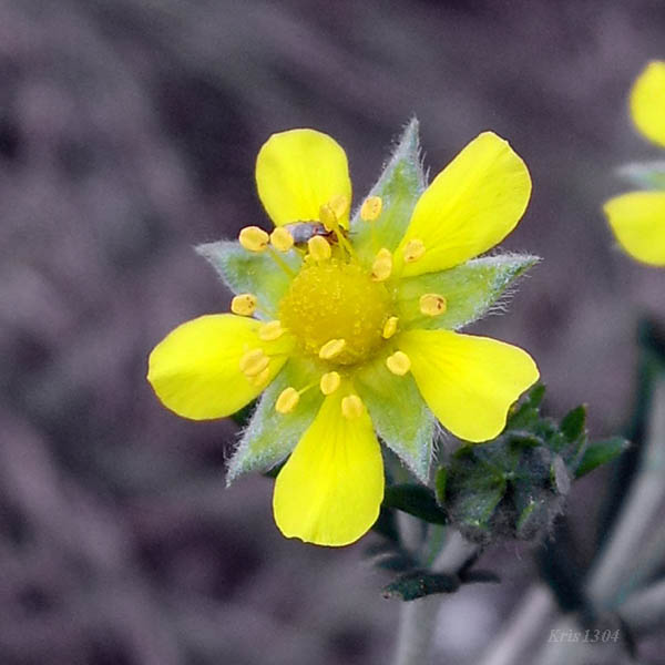 (Potentilla argentea)