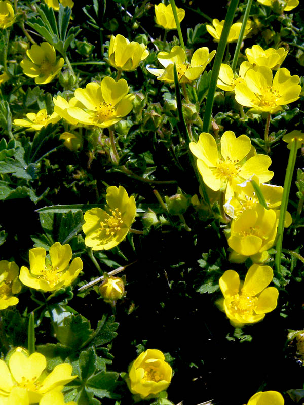 (Potentilla neumanniana)