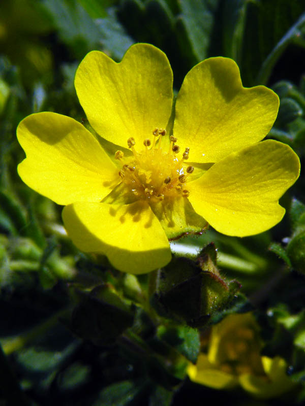 (Potentilla neumanniana)