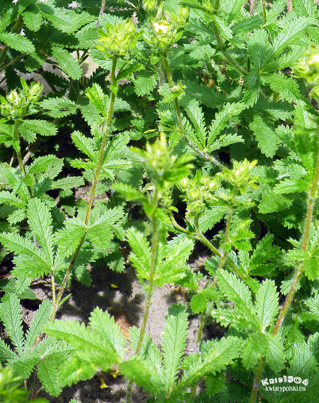 Potentilla recta