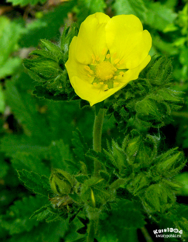 Potentilla recta