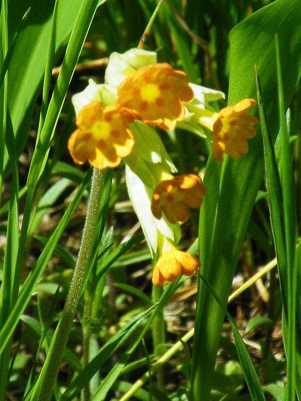 pierwiosnek lekarski