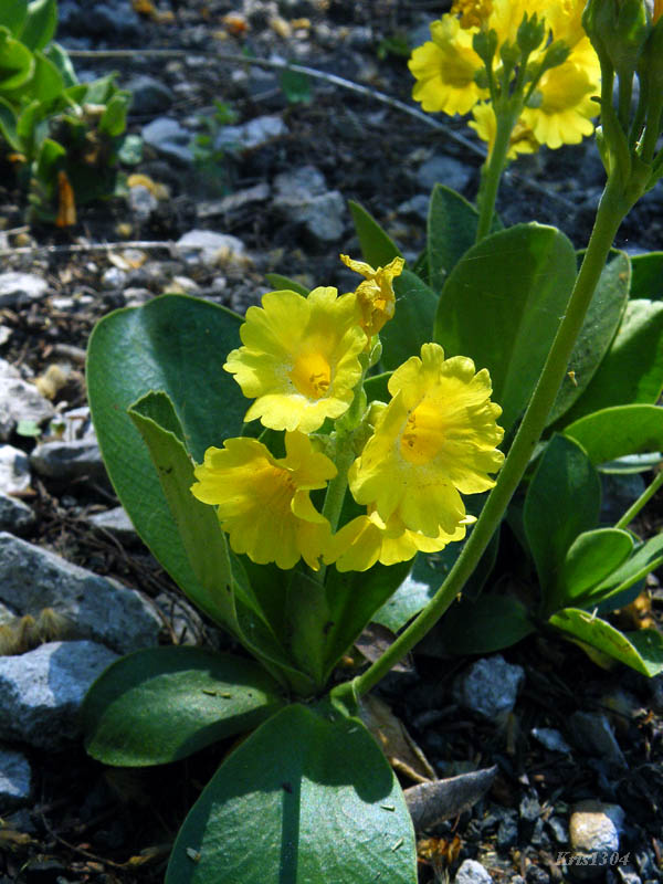 (Primula auricula)
