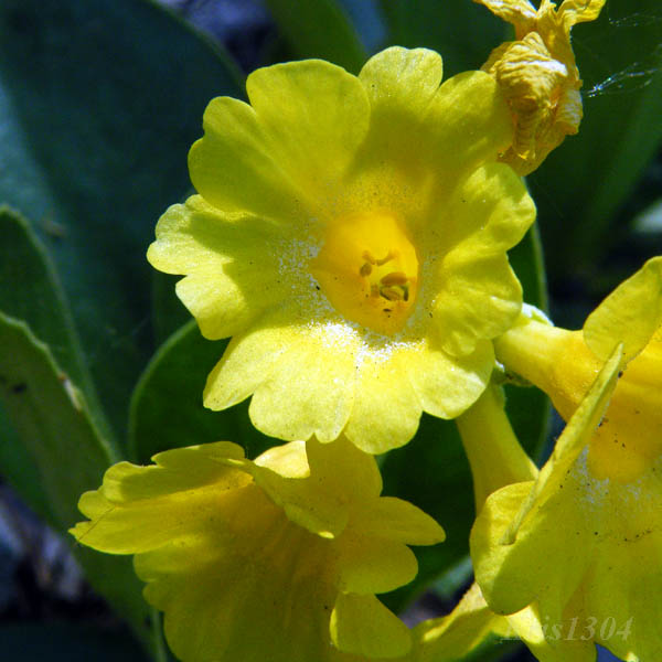 (Primula auricula)