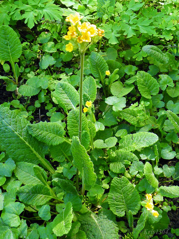 (Primula elatior)
