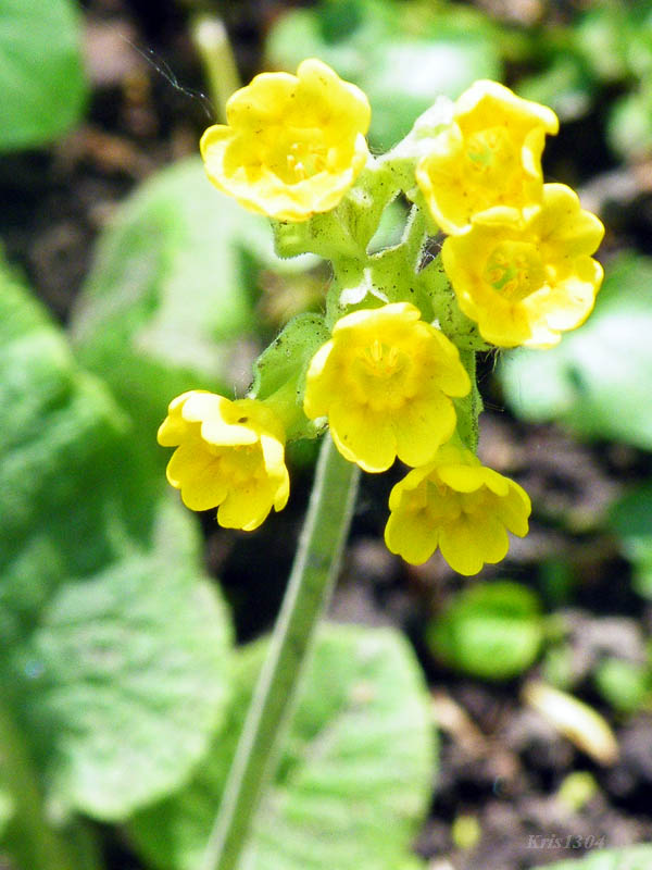 (Primula elatior)