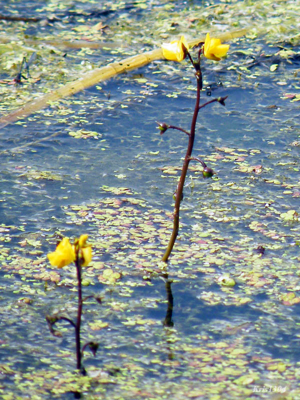 (Utricularia vulgaris)