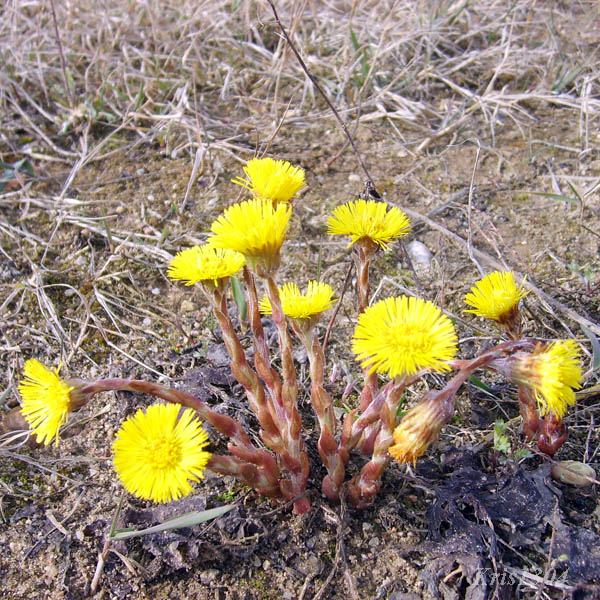 (Tussilago farfara)