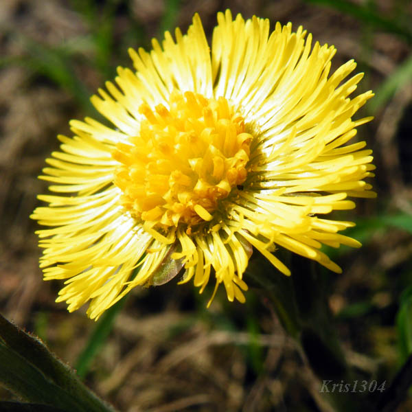 (Tussilago farfara)