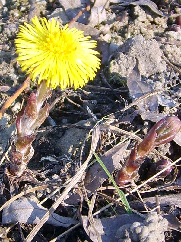 (Tussilago farfara)