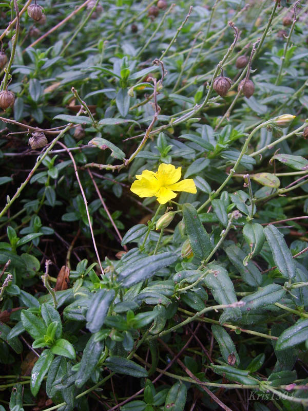 (Helianthemum nummularium-obscurum)