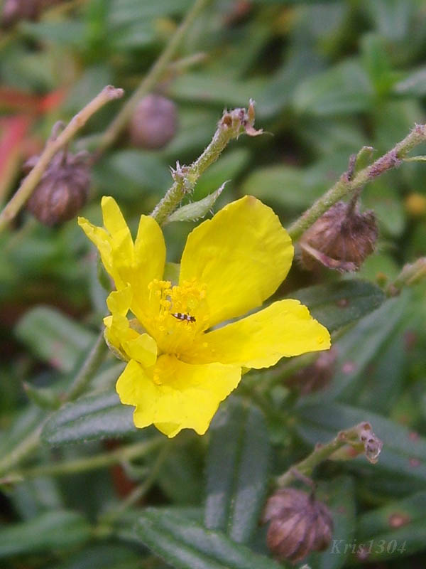 (Helianthemum nummularium-obscurum)