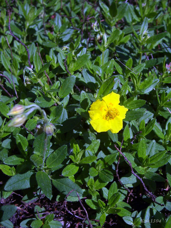 (Helianthemum nummularium-grandiflorum)