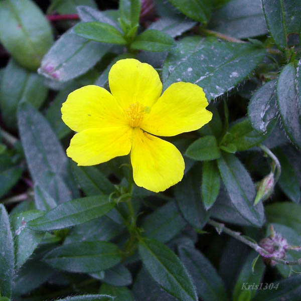 (Helianthemum nummularium-grandiflorum)