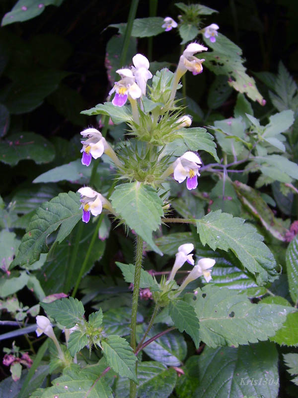 (Galeopsis speciosa)