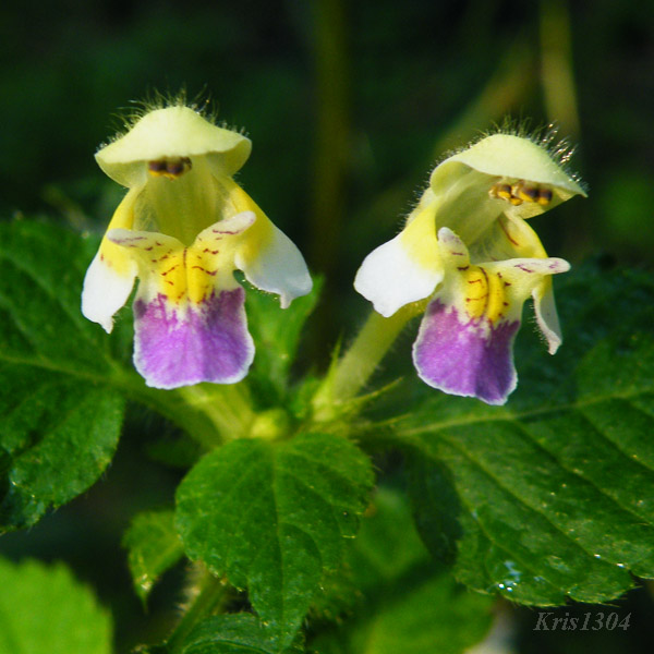 (Galeopsis speciosa)