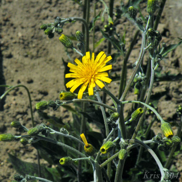 (Hypochoeris maculata)