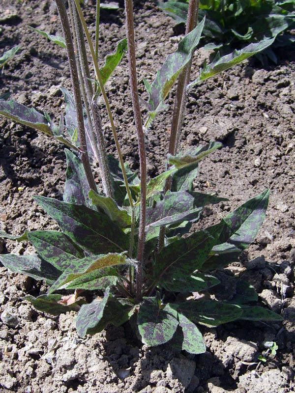 (Hypochoeris maculata)