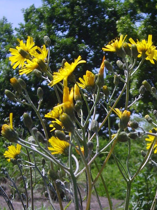 (Hypochoeris maculata)