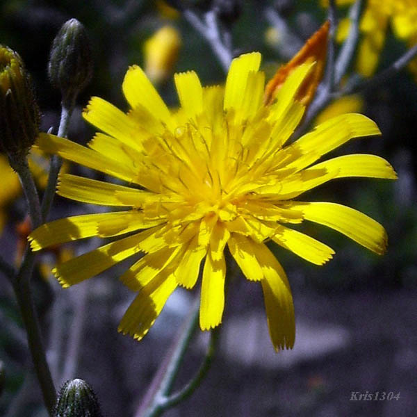 (Hypochoeris maculata)