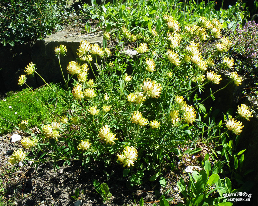 Anthyllis vulneraria