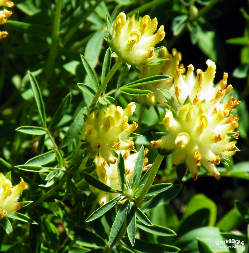 Anthyllis vulneraria