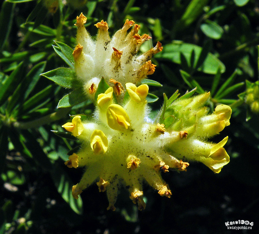 Anthyllis vulneraria