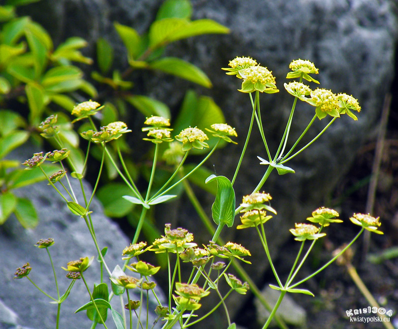 Bupleurum ranunculoides